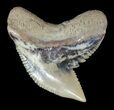 Fossil Tiger Shark Tooth - Lee Creek (Aurora), NC #47658-1